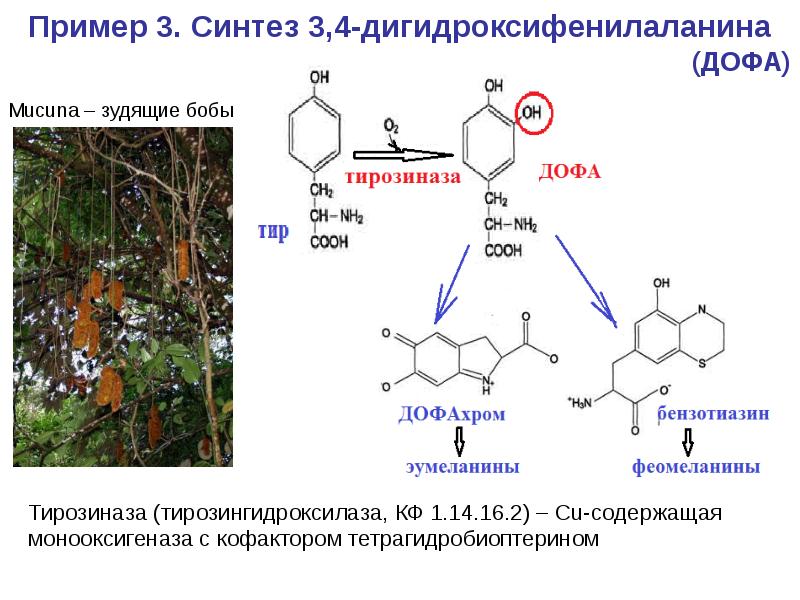 Me 3 синтез. Диоксифенилаланин аминокислота. Тирозин гидроксилаза и тирозиназа. Дофа аминокислота. Тирозин белковая или небелковая.