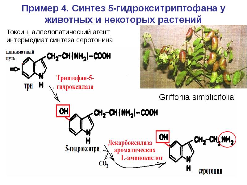 Пример 4. Синтез 5-гидрокситриптофана у животных и некоторых растений Griffonia simplicifolia
