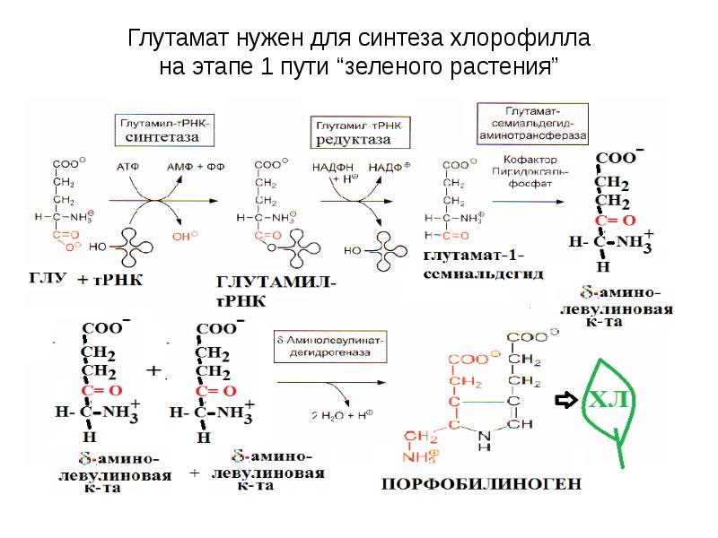 Глутамат нужен для синтеза хлорофилла на этапе 1 пути “зеленого растения”