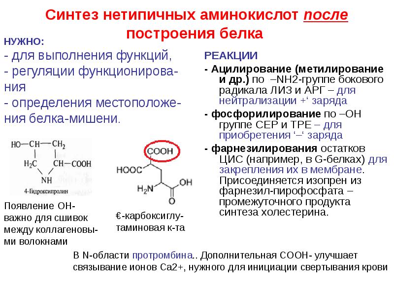 Синтез нетипичных аминокислот после построения белка  РЕАКЦИИ - Ацилирование (метилирование