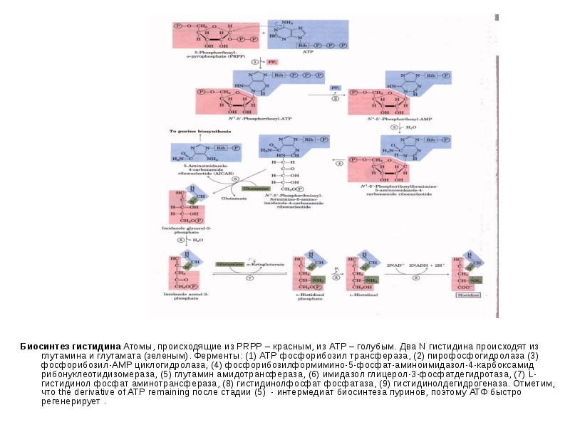 Биосинтез гистидина&nbsp;Атомы, происходящие из PRPP – красным, из ATP – голубым.