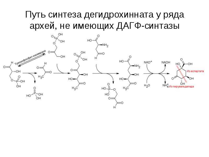 Путь синтеза дегидрохинната у ряда архей, не имеющих ДАГФ-синтазы