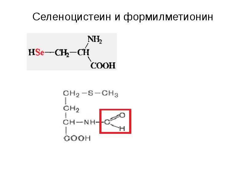 Селеноцистеин и формилметионин