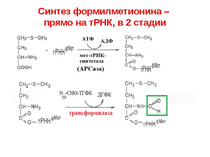 Синтез формилметионина –  прямо на тРНК, в 2 стадии