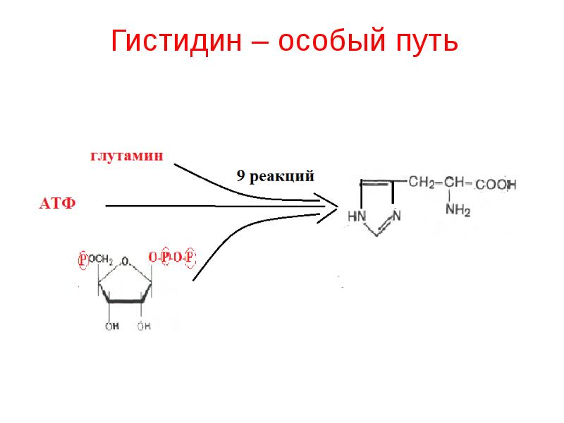 Гистидин – особый путь