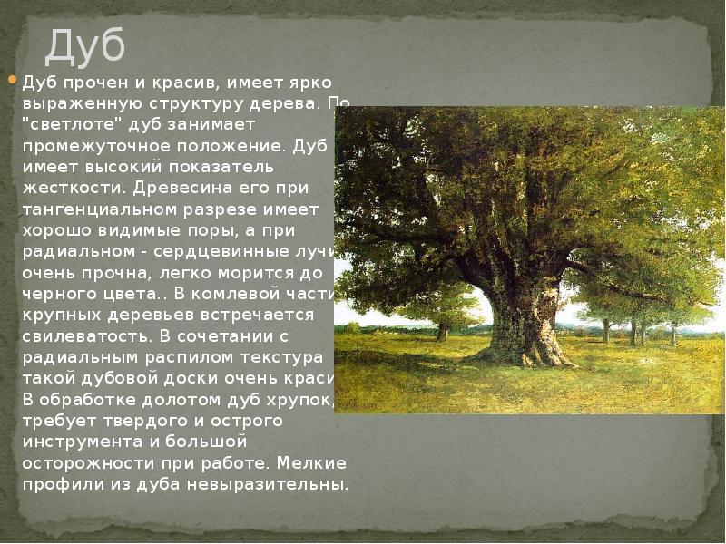 Я живу в россии где дубы песня. Описание дуба. Дуб дерево описание. Описать дуб. Сообщение о дубе.