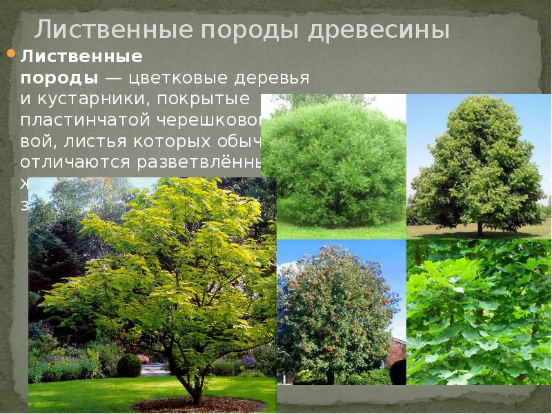 Растительный мир лиственных лесов
