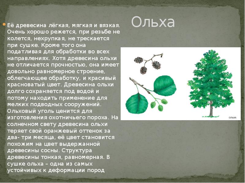 Содержание деревьев. Ольха порода древесины. Ольха описание древесины. Ольха дерево описание. Ольха дерево свойства.