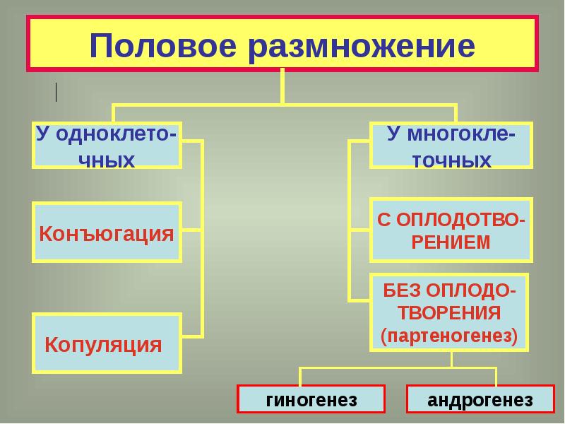 Презентация размножение человека