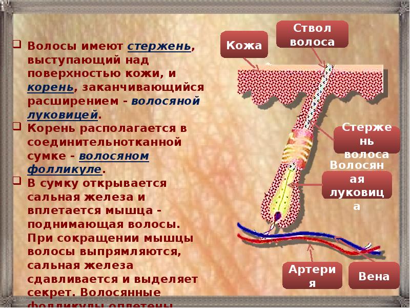 Как бы вы могли определить функции волос