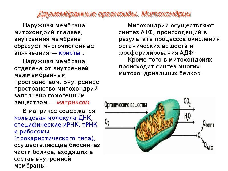 Функцией изображенного на рисунке органоида является синтез простых углеводов в этих процессах