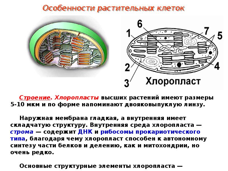 Назовите клеточную структуру изображенную на рисунке