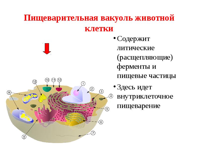 Эукариотическая клетка презентация