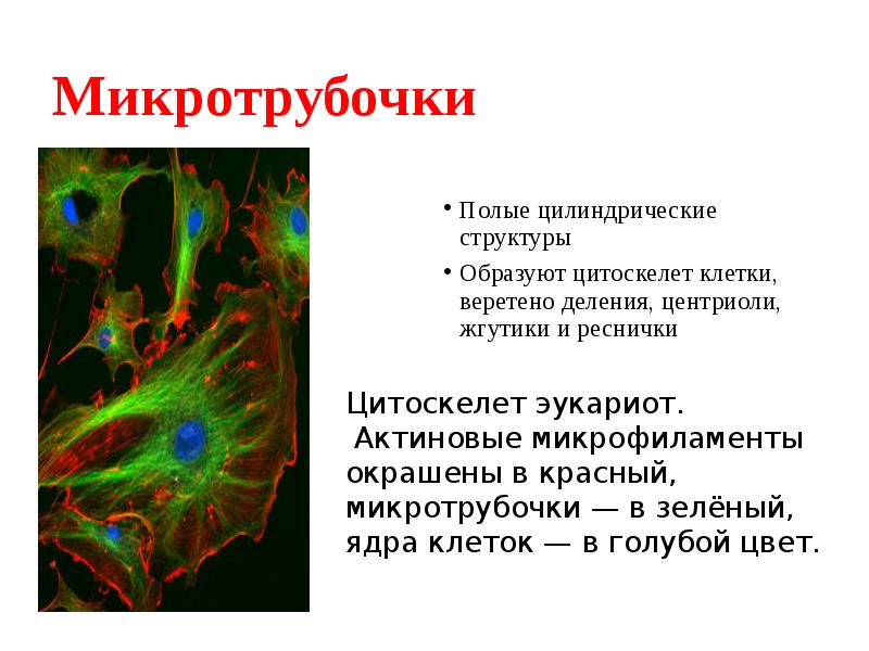 Центриоль цитоскелет. Функции микротрубочек в растительной клетке. Функции микротрубочек и микрофиламентов в клетке. Цитоскелет эукариот строение. Структура и функции микротрубочек.