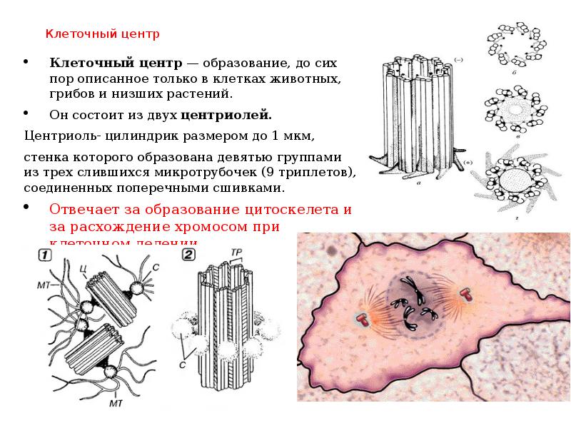 Клеточный центр рисунок карандашом