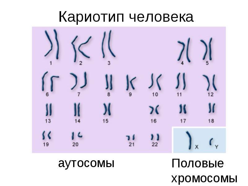 Половый хромосомы. Кариотип человека 22 аутосомы. Аутосомы и половые хромосомы человека. Кариотип аутосомы и половые. Половые хромосомы в кариотипе.