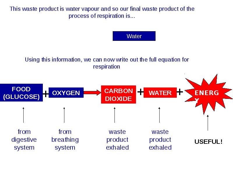 Can this information be. The breathing process.