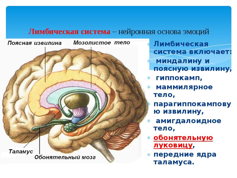 Обонятельный мозг схема