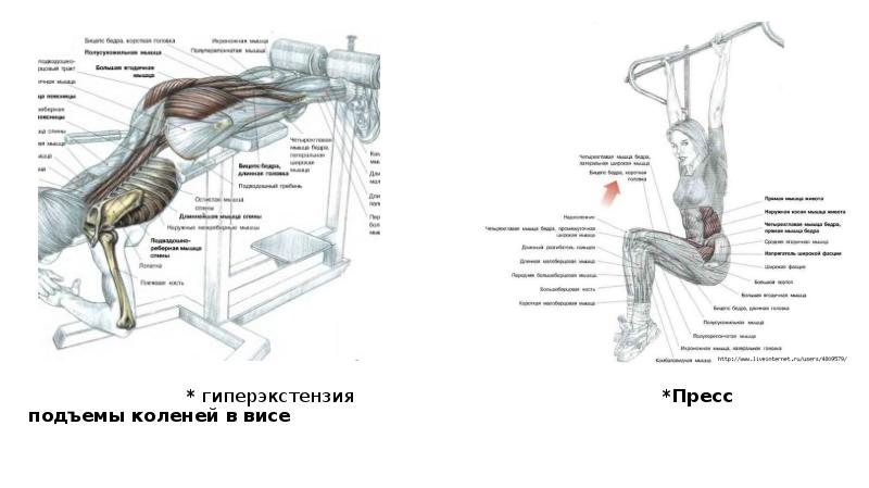 Пресс подъем коленей. Гиперэкстензия группы мышц. Гиперэкстензия схема упражнения. Гиперэкстензия схема. Подъем коленей в висе.