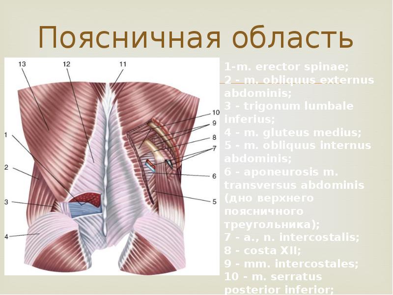 Реферат: Поясничная область и забрюшинное пространство