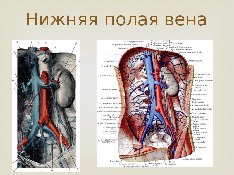 Реферат: Поясничная область и забрюшинное пространство