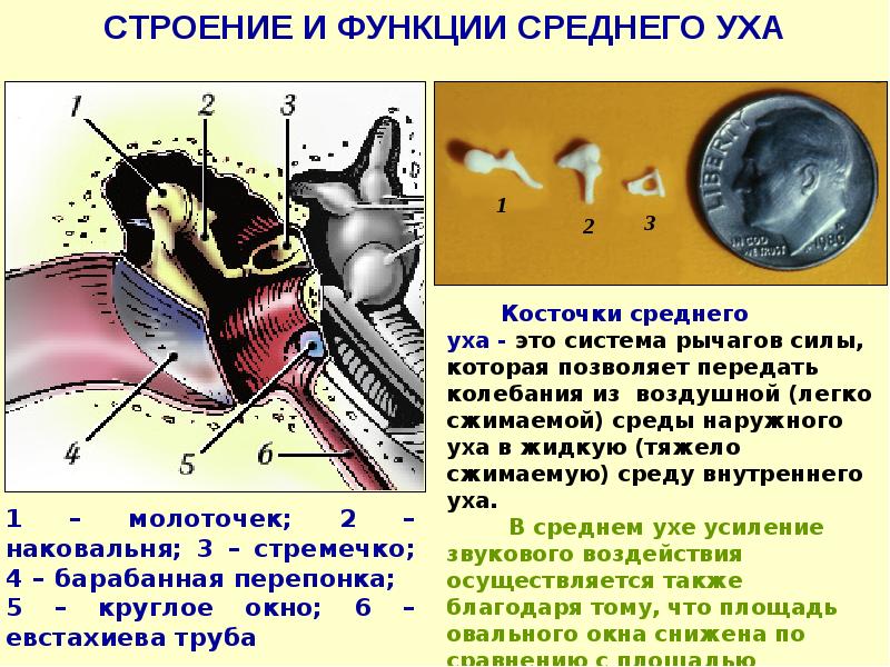 Строение среднего уха анатомия. Функции косточек среднего уха. Функция молоточка в среднем ухе. Среднее ухо строение и функции. Косточки среднего уха.