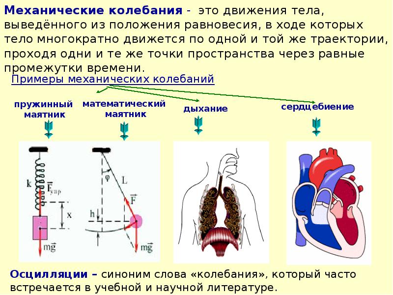 Колебания органов человека