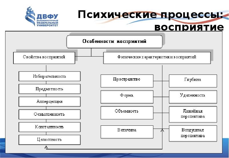 Познавательные процессы развитие ощущения. Перечислите психические процессы человека. Восприятие это психический процесс. Восприятие как психический процесс. Познавательные психические процессы.