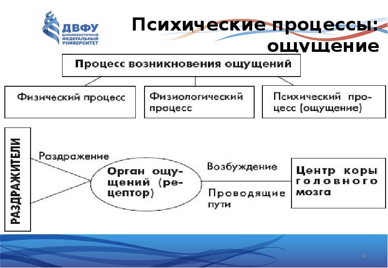 Психические структуры. Психические процессы ощущение. Структура психических процессов. Иерархия психических процессов. Ощущения первичный психический процесс.