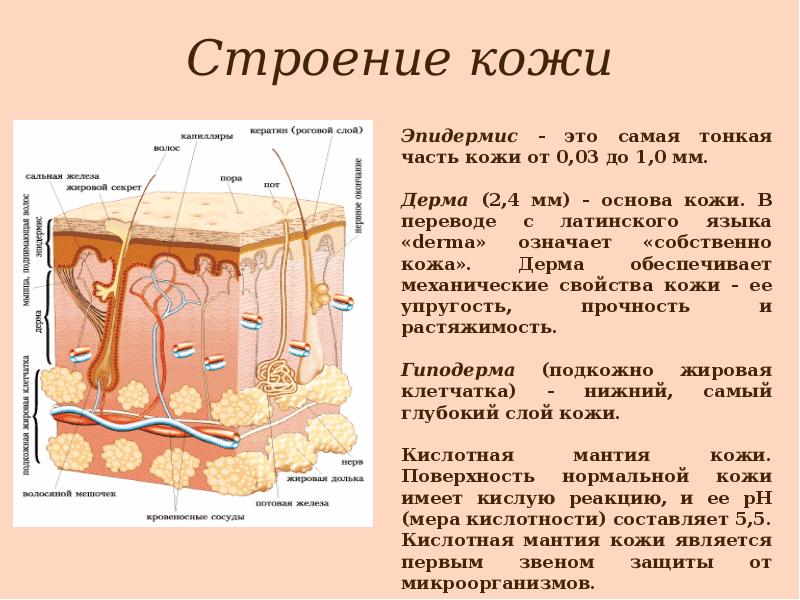 Распределите структурные компоненты кожи. Эпидермис 2) дерма 3) гиподерма. Кожа эпидермис дерма гиподерма. Слой 1) эпидермис 2) дерма 3) гиподерма. Строение кожи эпидермис дерма гиподерма.