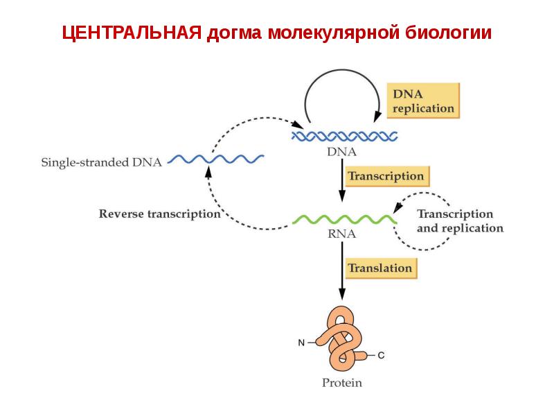 Доклад: Центральная догма молекулярной биологии