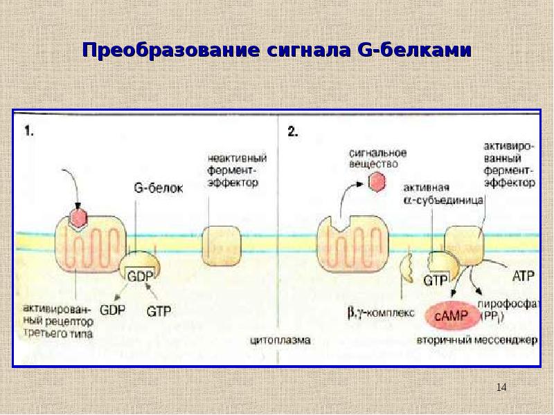 Примеры сигнальных белков