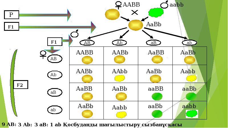 Мендельдің үшінші заңы презентация