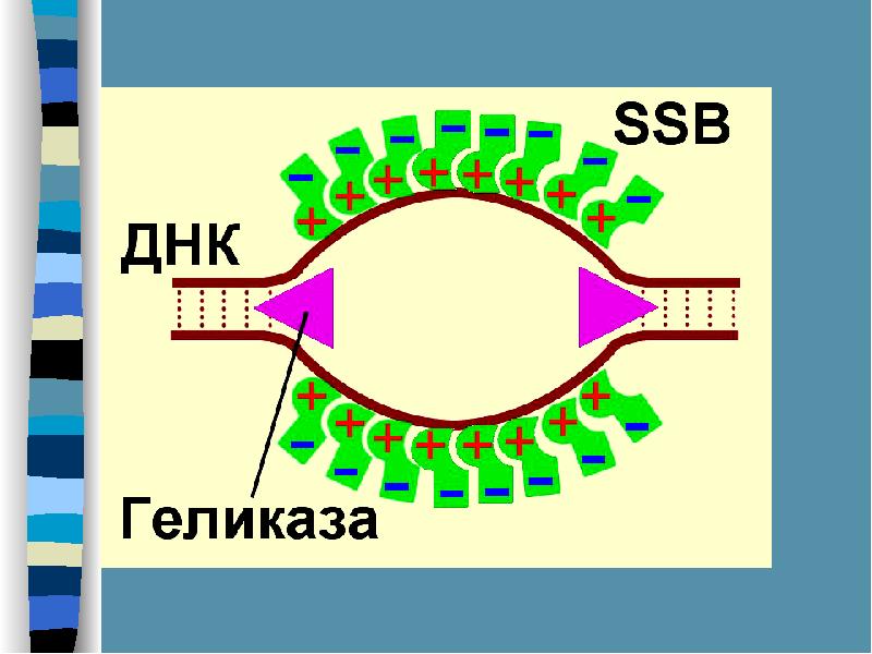 Геликаза. ДНК по Советской.