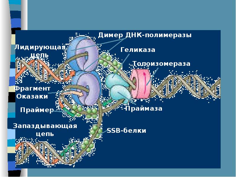 Синтезируется на днк