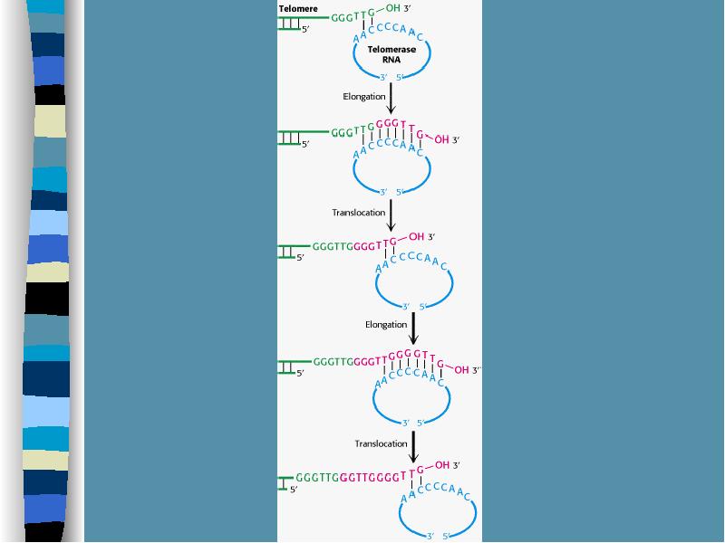 Матричный Синтез ДНК репликация. Матричный Синтез ДНК. Железо в синтезе ДНК. История Биосинтез ДНК.