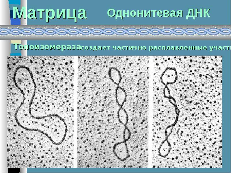 Матрица днк. Однонитевая ДНК. Одноцепочечные участки ДНК. Однонитевая ДНК У кого.