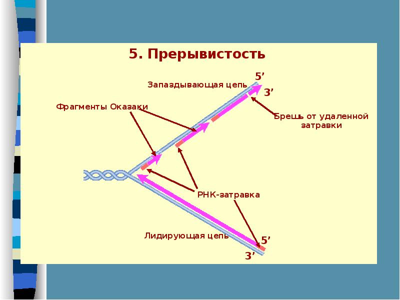 Принципы днк. Репликация ДНК ФРАГМЕНТЫ Оказаки. Принципы репликации ДНК прерывистость. Репликация ДНК на отстающей цепи происходит фрагментами Оказаки. Лидирующая и запаздывающая цепи.