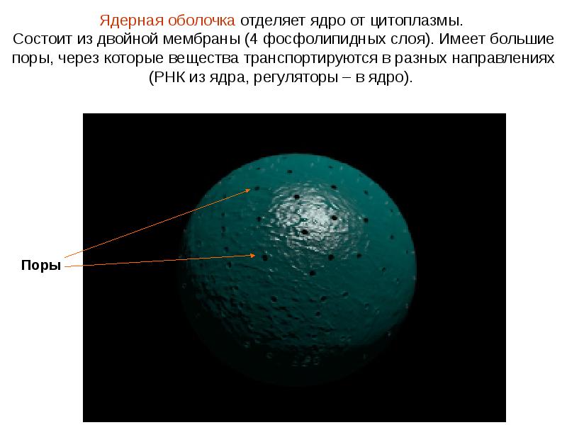 нуклеоплазма на ядерное оболочке. оболочка отделяющая ядро от цитоплазмы. строение и функции ядерной оболочки клетки. строение ядра и функции структуры ядра. ядро органоид.