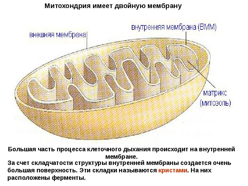 Складки внутренней мембраны