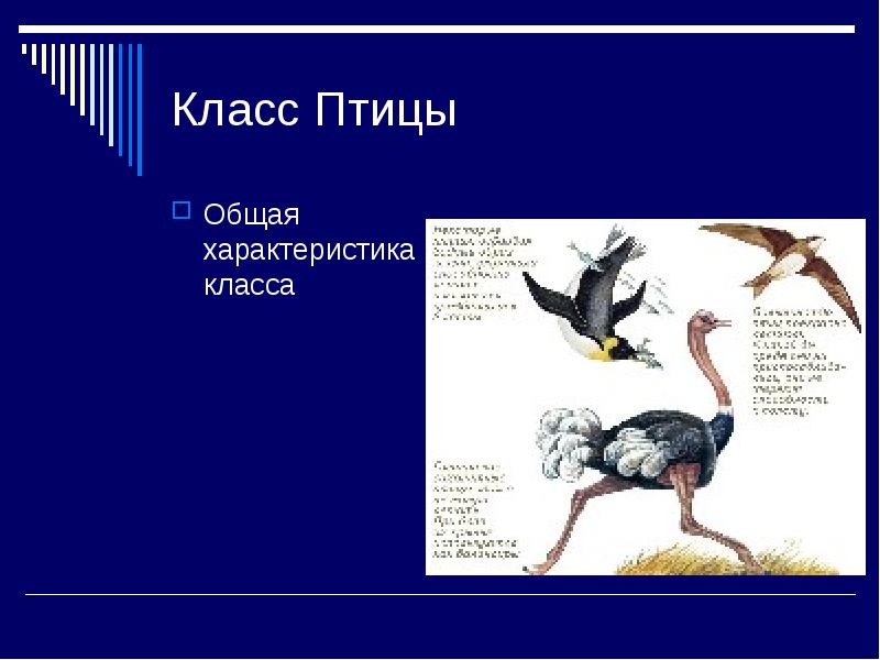 Класс Птицы
Общая характеристика класса Класс Птицы
Общая характеристика класса