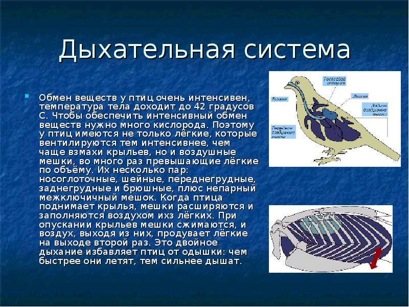 Дыхательная система
Обмен веществ у птиц очень интенсивен, температура тела доходит Дыхательная система
Обмен веществ у птиц очень интенсивен, температура тела доходит