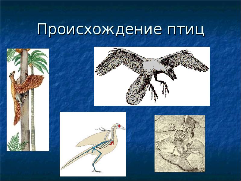 Происхождение птиц Происхождение птиц