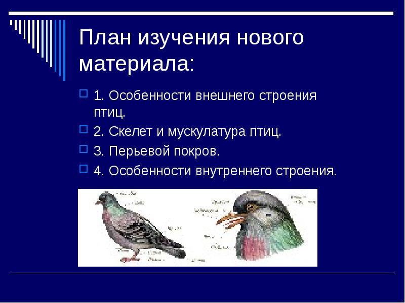 План изучения нового материала:
1. Особенности внешнего строения птиц.
2. Скелет План изучения нового материала:
1. Особенности внешнего строения птиц.
2. Скелет