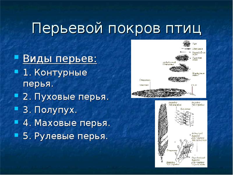 Перьевой покров птиц
Виды перьев:
1. Контурные перья.
2. Пуховые перья.
Перьевой покров птиц
Виды перьев:
1. Контурные перья.
2. Пуховые перья.