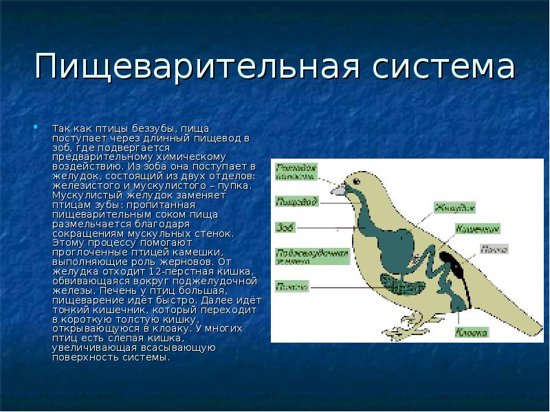 Внутреннее строение птиц презентация 7 класс пономарева