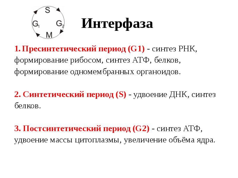 Интерфаза описание. Интерфаза g2. Периоды интерфазы g1 s g2. G1 период интерфазы. Пресинтетический период g1.