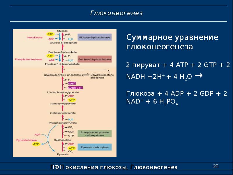 Окисление глюкозы. Глюконеогенез из жирных кислот. Пентозофосфатный путь презентация. Общее уравнение глюконеогенеза. Суммарное уравнение глюконеогенеза.