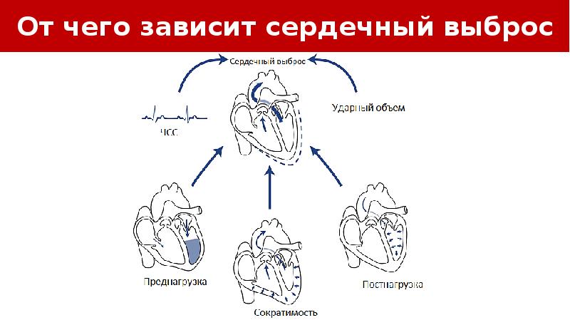 Сердечный выброс. От чего зависит сердечный выброс. Факторы влияющие на величину сердечного выброса. На величину сердечного выброса влияют:.