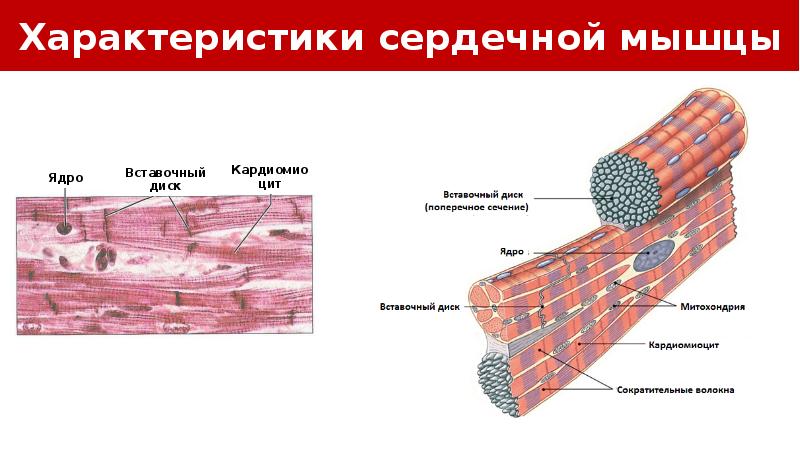 Омио. Вставочные диски сердечной мышечной ткани. Ядра мышечного волокна. Вставочные диски в сердечной мышце. Характеристики сердечной мышцы человека.